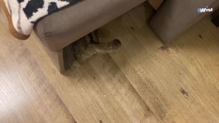 Fellatio For A Big Cock POV hd porn ffm